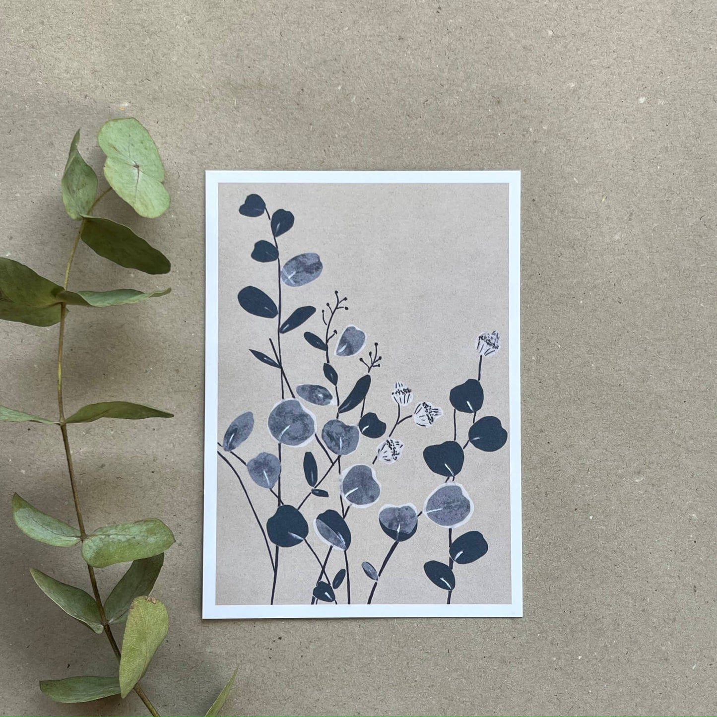 Postkarte Eukalyptus (Händler)