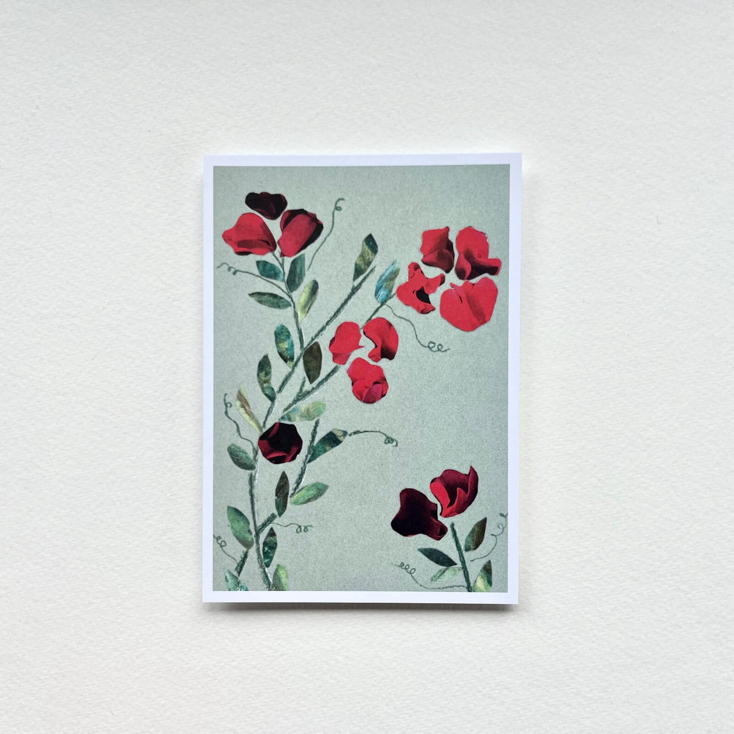 Postkarte Wicke
